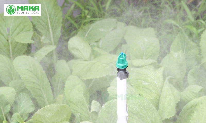 Sử dụng béc tưới phun sương cho vườn rau